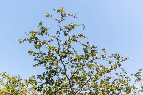 Green tree branches reaching up toward the bright clear blue sky on a sunny.. Stock-Fotos