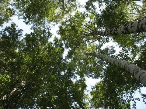 Green tree branches on sky background Stock Photos