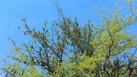Green Tree Branches With Small Red Berries Against Blue Sky Stock-Fotos