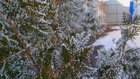 Green tree branches in the snow Stock Footage 98822951