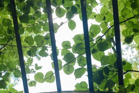 Green tree branches spread on garden bower at back sunlight Stock Photos