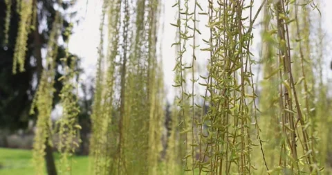 Green tree branches in spring park are swayed by the wind Stock Footage 130433334