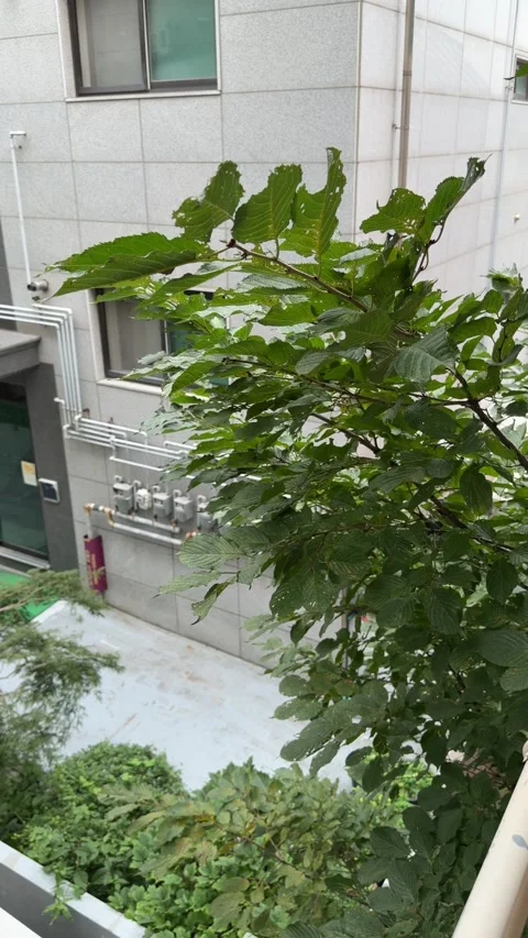 Green Tree Branches Swaying Between Buildings on an Overcast Day Stock Footage 340203361