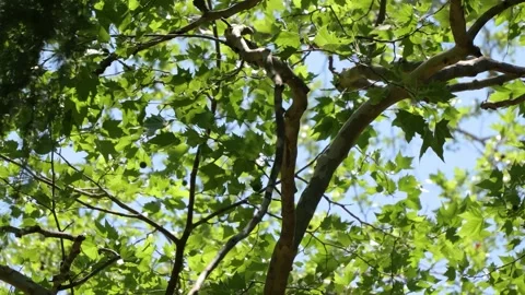 Green tree branches swaying gently in the wind on sunny day Видео 336352862