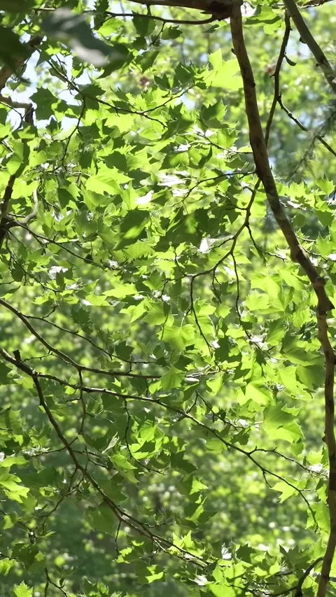 Green tree branches swaying gently in the breeze Видео 336352873