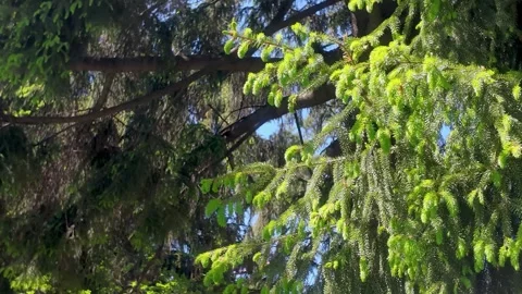 Green tree branches swaying gently in the wind Stock Footage 338052280