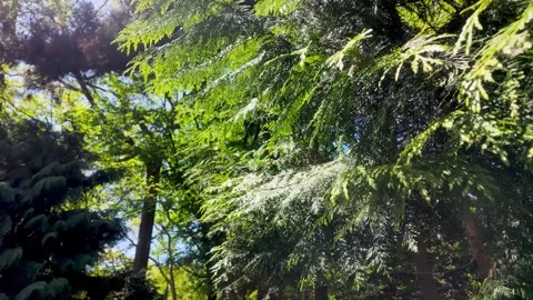 Green tree branches swaying gently in the wind Stock Footage 338052285