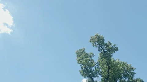 Green tree branches swaying gently against a bright blue sky Stock-Footage 341787041