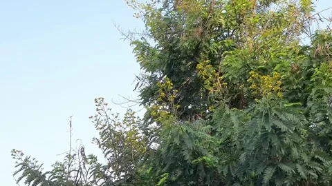 Green Tree Branches Swaying Gently in the Wind Stock Footage 343537019