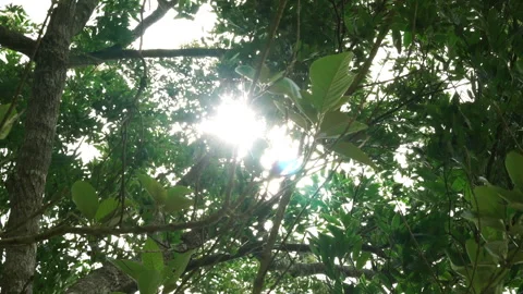 Green tree branches swaying heavily in a strong wind 库存影片 337386876