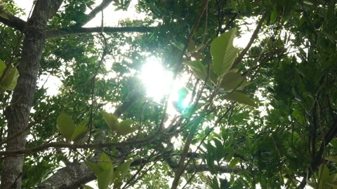 Green tree branches swaying heavily in a strong wind 库存影片 337386887