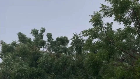 Green Tree Branches Swaying In Heavy Rain and Wind Under Overcast Sky 库存影片 332779230