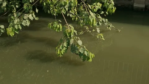 Green Tree Branches Swaying Over Calm Water Surface with Gentle Breeze Stock Footage 330517449