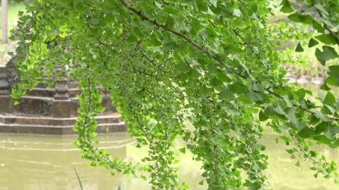 Green tree branches swaying over pond in urban park Stock Footage 339768667