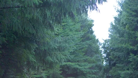 Green tree branches swaying in the wind on rainy day Stock Footage 76103319