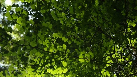 Green tree branches swaying in the wind on a sunny day in Sichuan, China Stock Footage 87757534
