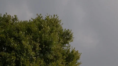 Green Tree Branches Swaying In The Wind On A Cloudy Day Stock Footage 110736838