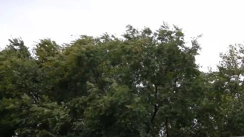 Green Tree Branches Swaying In The Wind On A Cloudy Day Stock Footage 110737468