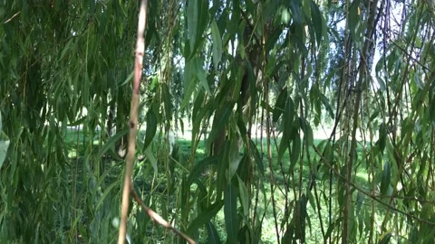 Green tree branches swaying with the wind summer Vídeo Stock 148629597