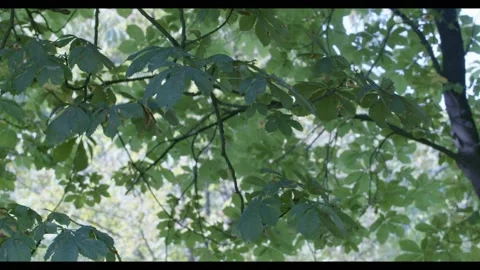 Green tree branches swaying in the wind, trees in spring season, 4K Stock Footage 221185654
