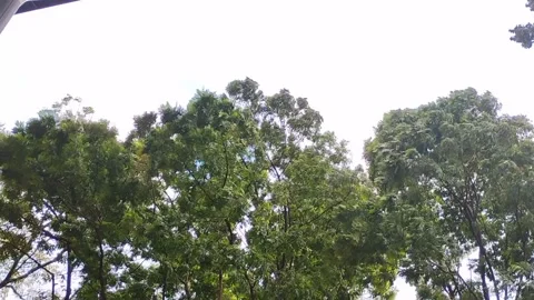 Green tree branches swaying in the wind against a bright white sky. 库存影片 334324792