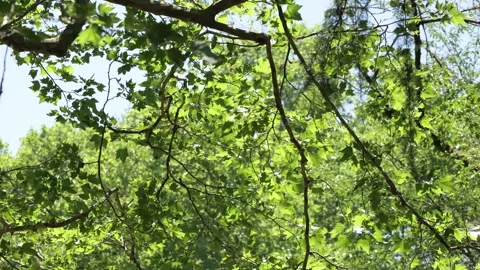 Green tree branches swaying in the wind against bright sky Видео 336352863