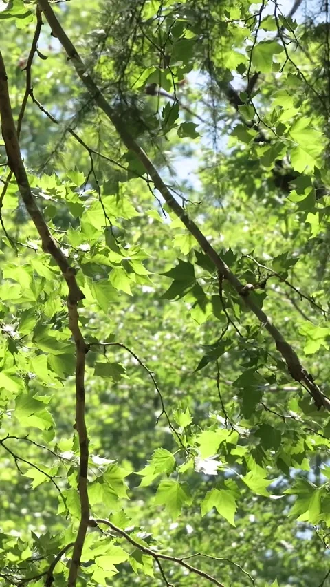 Green Tree Branches Swaying in the Wind Over Water Видео 336352875
