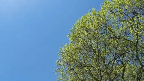 Green tree branches swaying in wind against clear blue sky Stock Footage 338052284