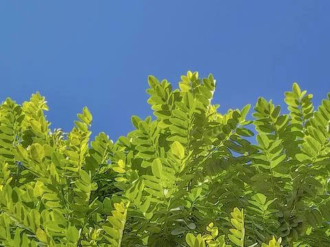 Green tree branches under clear blue sky Fotos Stock