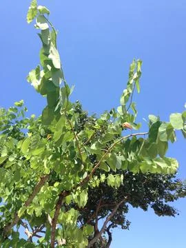 Green tree branches under clear blue sky Foto stock
