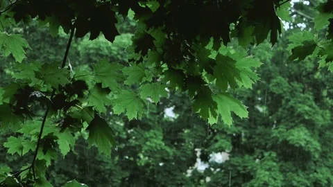 Green tree branches under the falling rain Stock Footage 71352305
