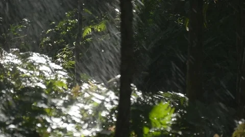 Green tree branches under the falling rain. Tropical rain in forest. Slow motion Stock Footage 75913692