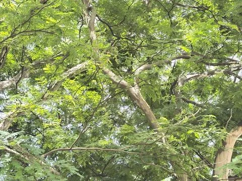 Green tree branches under the sky Stock Photos