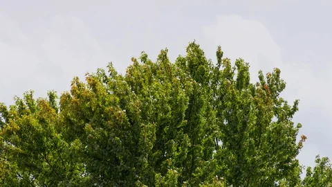 Green tree branches waving in the wind Stock Footage 103790698