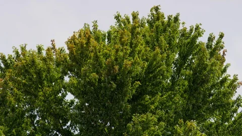 Green tree branches waving in the wind Stock Footage 103791024