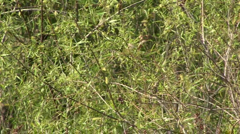 Green Tree Branchs Stock Footage 344314