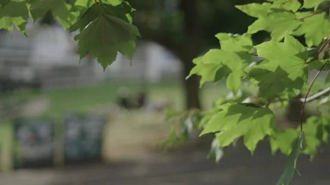 Green tree, Bristol, UK Video stock 232263018
