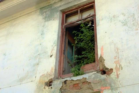 A green tree in a broken window growing inside a ruined building Stock Photos