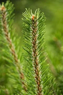 A green tree with a brown tip Stock Photos