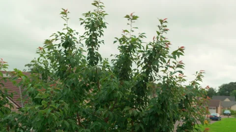 Green tree with budding leaves stands tall Stock Footage 337955277