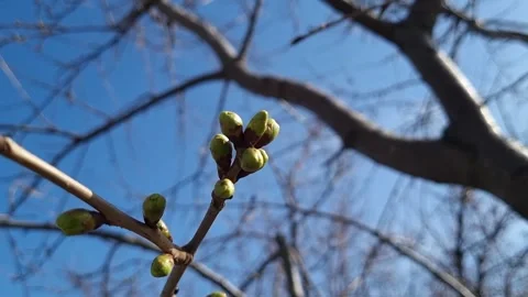 Green Tree Buds Close-Up Outdoors Stock Footage 305857753