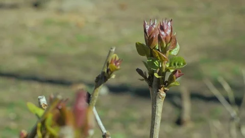 Green tree buds Stock Footage 110922851