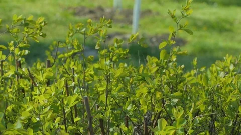 Green tree buds Stock Footage 110922854