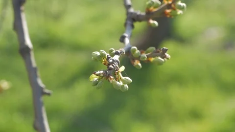 Green tree buds Stock Footage 110922912