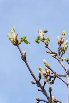 Green tree buds opening on branches against a clear blue sky Foto stock
