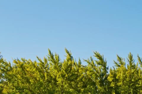 Green tree bue sky Stock Photos