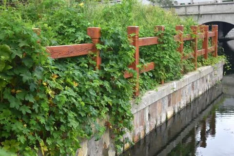 Green Tree by the canal Stock Photos