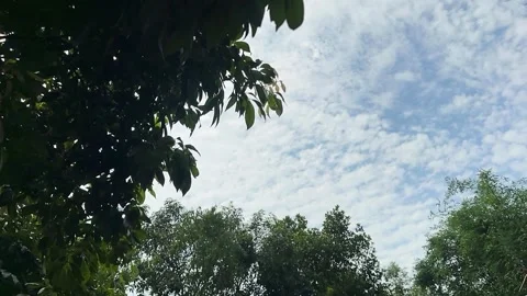Green Tree Canopies at a Beautiful Fluffy Cloudy Blue Sky on a Breezy Summer Day Stock Footage 345481254