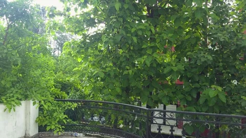 Green tree canopy above balcony railing dense foliage hanging over a dark Vídeos de archivo 342586006