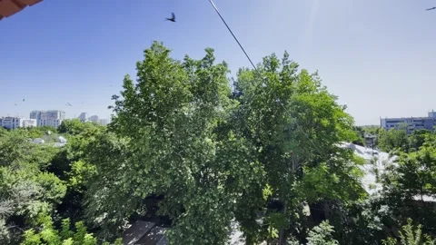 Green tree canopy against blue sky in the city Stock Footage 330229631